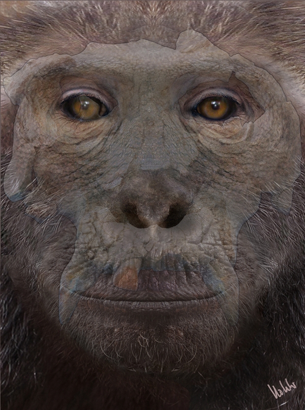 Reconstrucció 2D Pierolapithecus (Autor: Meike Köhler)