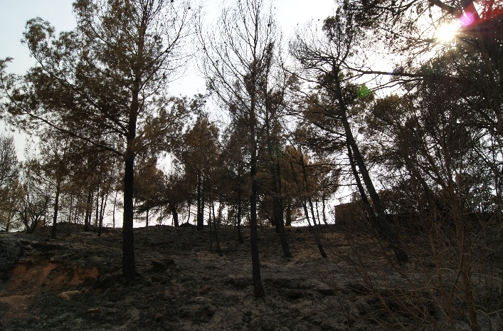 Zona afectada per l'incendi de Prats de Rei