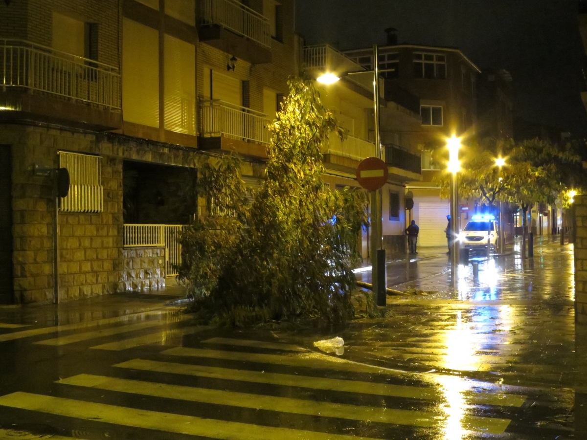 Un pi caigut al centre de Vilanova FOTO: Carme R. F.