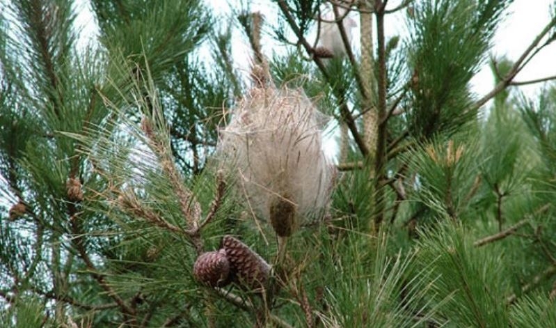 Les bosses de procession&agrave;ria, ja habituals als arbres anoiencs