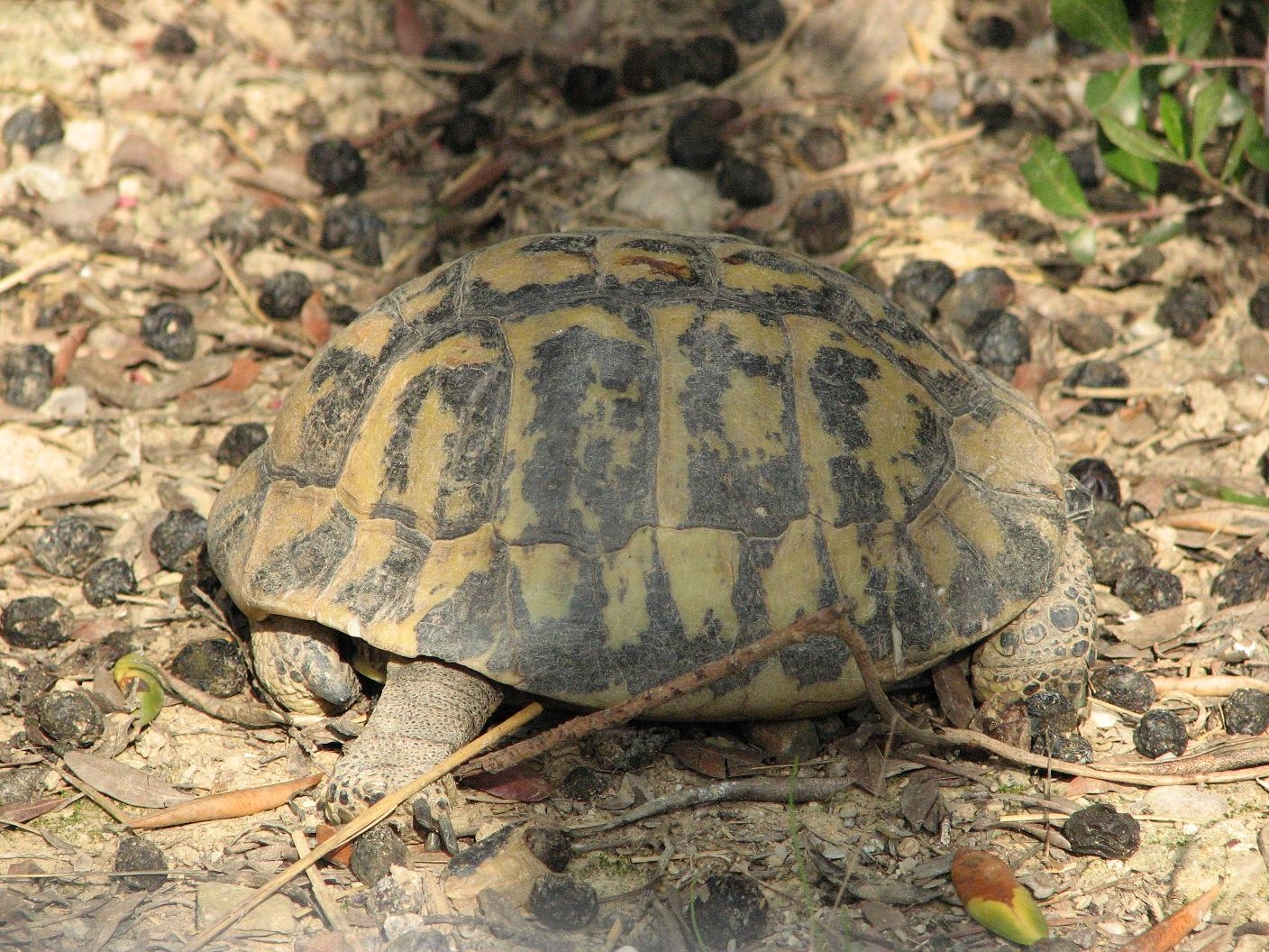 Un exemplar de tortuga mediterrània del CRARC