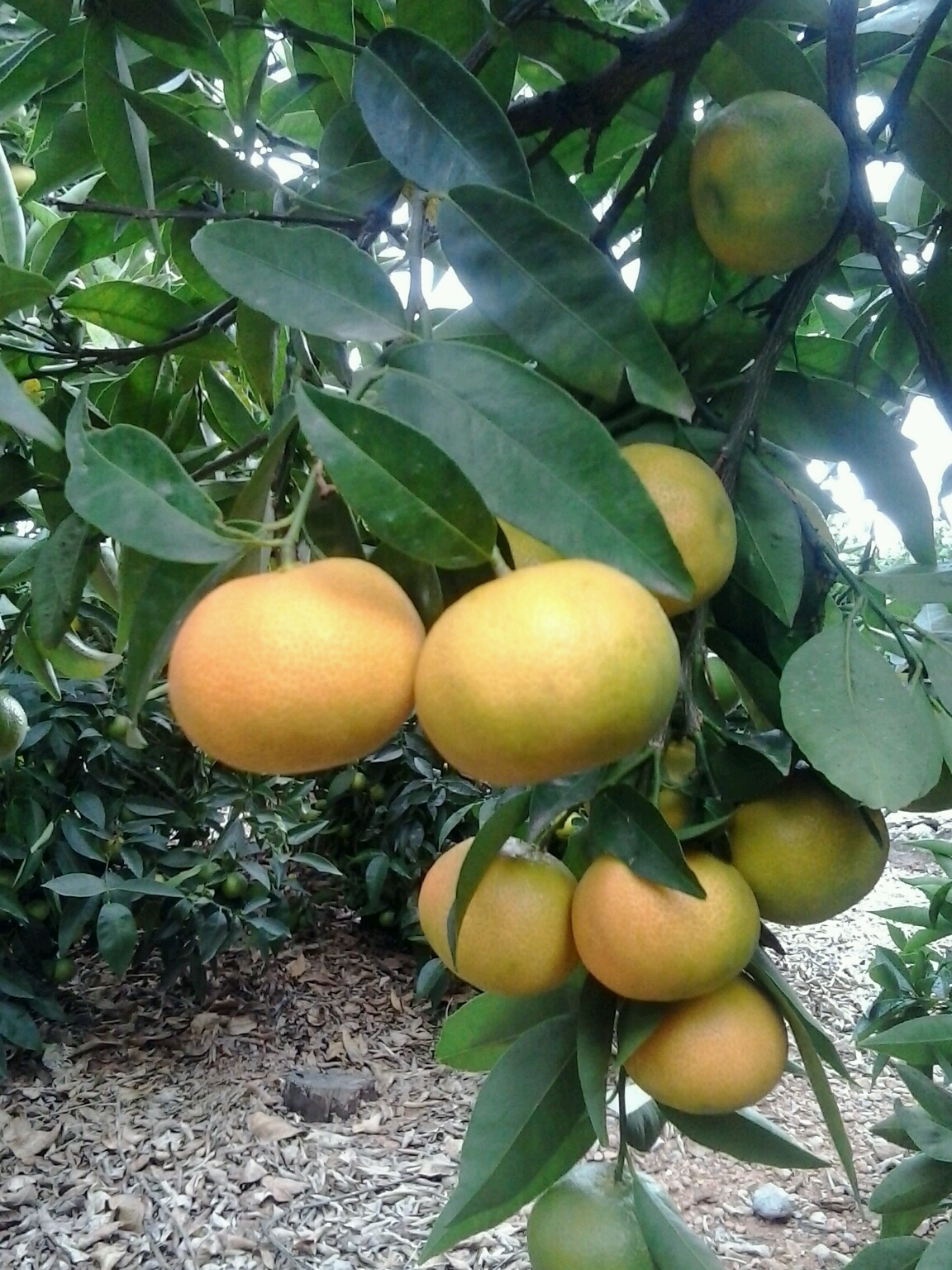Mandarines de Castelló amb accent igualadí