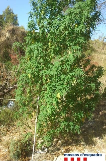 Una de les 25 plantes de marihuana trobades a Òdena