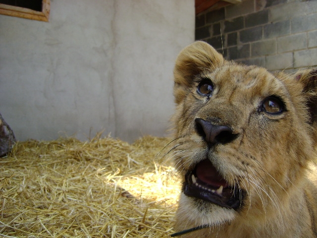 L'APAN acull el lleó cadell que serà traslladat aviat a l'Àfrica