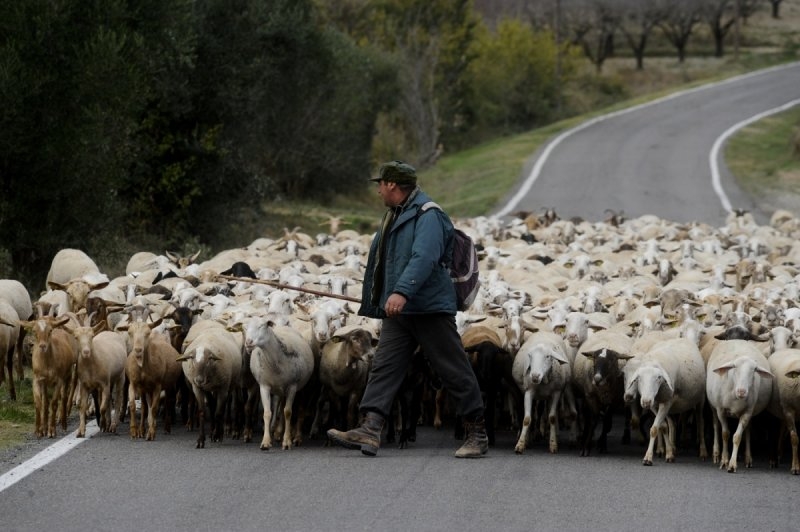 Un pastor d'ovelles  - imatge de Salines Bassegoda