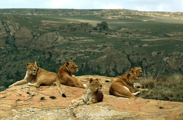 Lleons a Lionrock - Foto: Vier Pfoten