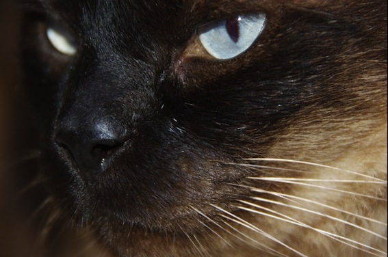 Lolo, el gat de Neus Sanz