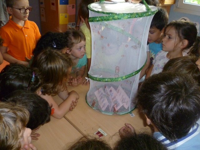 Els alumnes observant les papallones