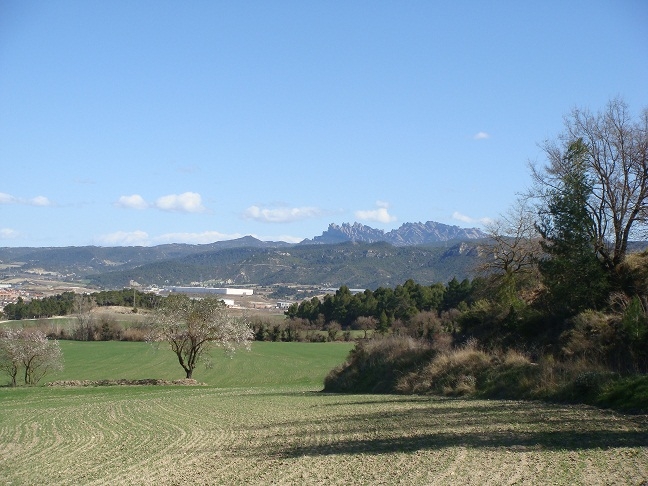 A l'Anoia els pol·lens més presents són els de les gramínies i les oliveres