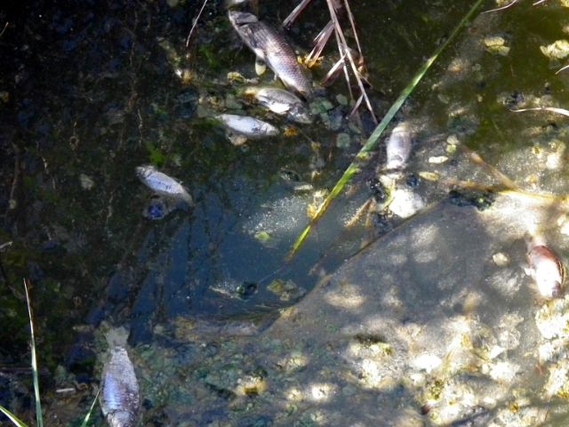 Peixos morts al riu Anoia