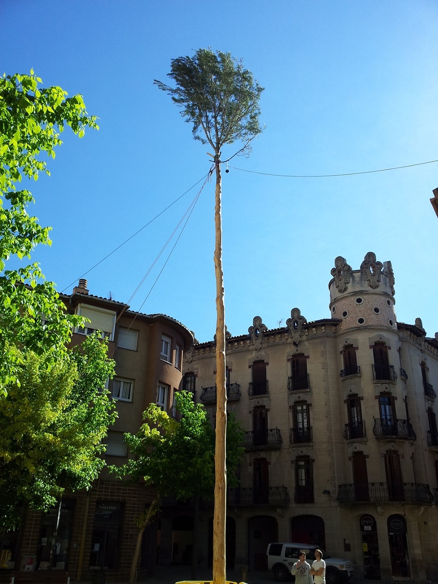 El "Maio" plantat a la plaça de Pius XII