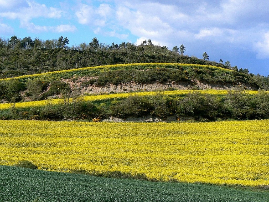 Camps de colza - foto:Montserrat Subirats