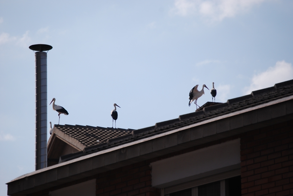 Cigonyes als teulats