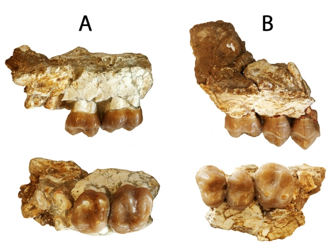 Diferents vistes dels fòssils d'Anoiapithecus brevirostris descrits a l'article. El fragment A correspon a l'hominoideu més antic de la península Ibèrica
