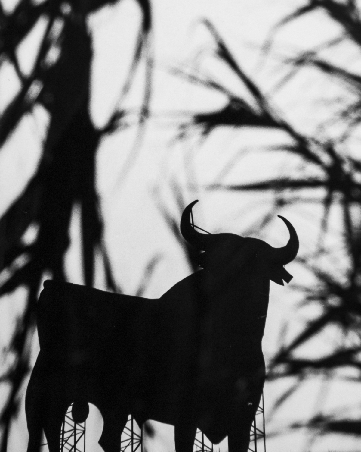La silueta del toro FOTO: R. Velàzquez