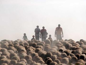 Els que visiten Cal Serrats pasturen el ramat d'ovelles i cabres