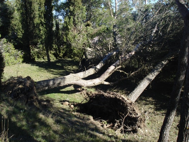 Molts arbres caiguts al gener del 2009, segueixen a terra