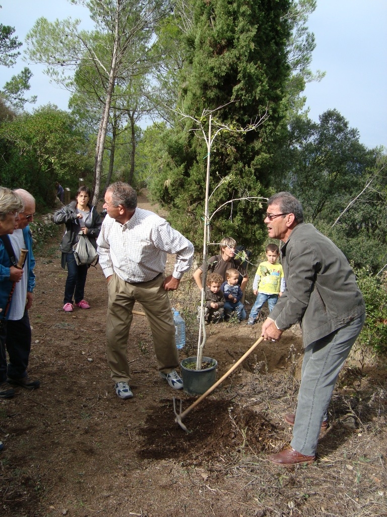 Plantada d’arbres a la Tossa de Montbui