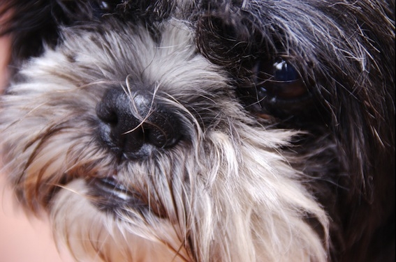 Ruchy, la gossa de Neus Sanz