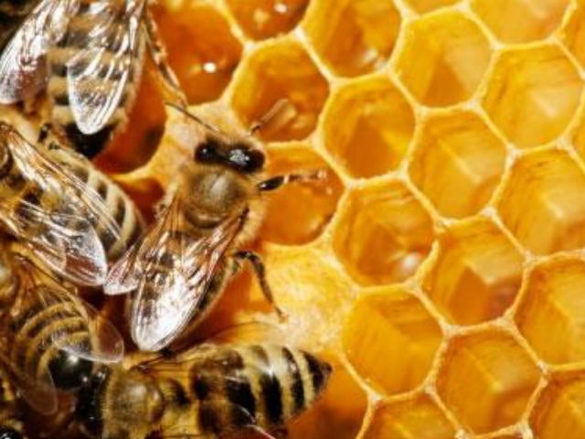 L'aplec està dedicat a la mel, les bresques i l'apicultura