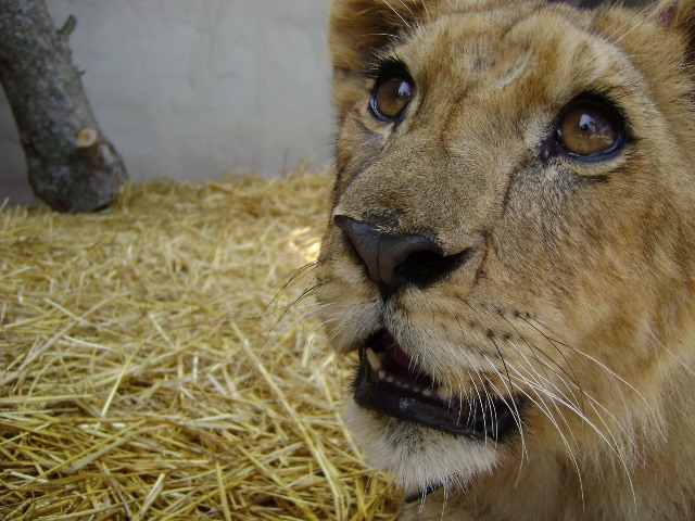 El lleó Simba té ara entre 6 i 7 mesos d'edat