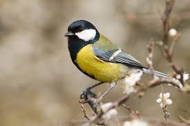 La mallerenga és una de les espècies més comuns a Vilanova