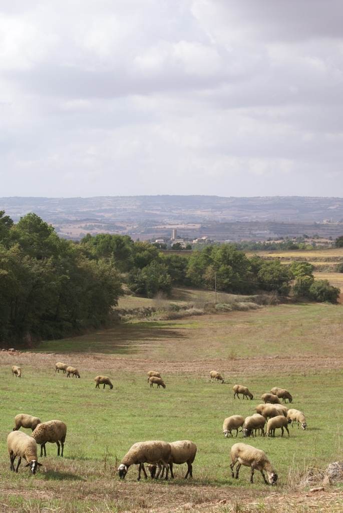Paisatge rural - Foto: Ramon Costa