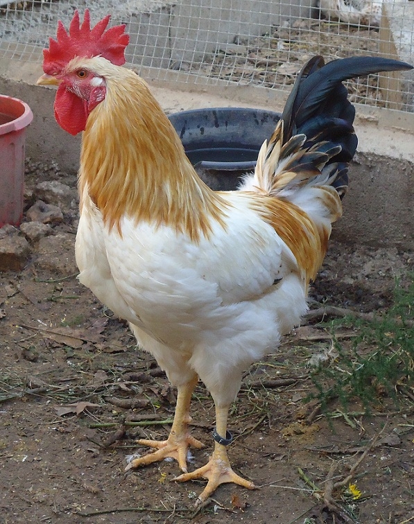 La gallina de raça empordanesa