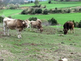 L’espècie animal òptima per aquest tipus de gestió és la vaca - Foto: ADF Pla de Bages