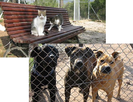 La protectora compta amb uns 200 animals, la majoria gossos i gats