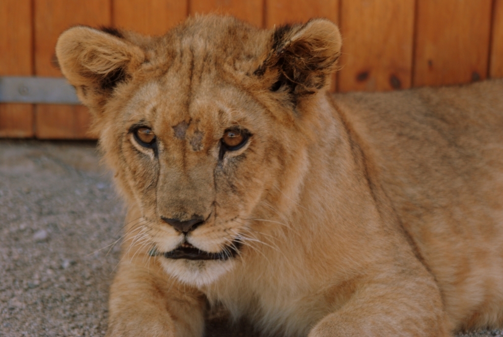 Simba, abans de marxar cap a Sud-àfrica