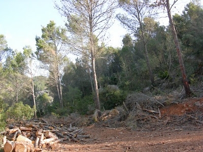 El proper 5 de novembre Miralles celebra el Dia del medi ambient