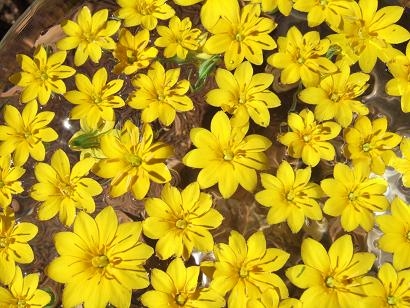 Solaritzant 'Blackstonia perfoliata'