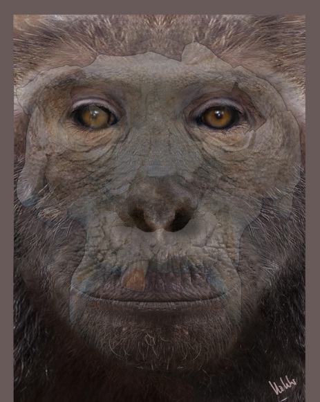 Reconstrucció de la cara del primat fòssil Pierolapithecus catalaunicus,més conegut com a Pau