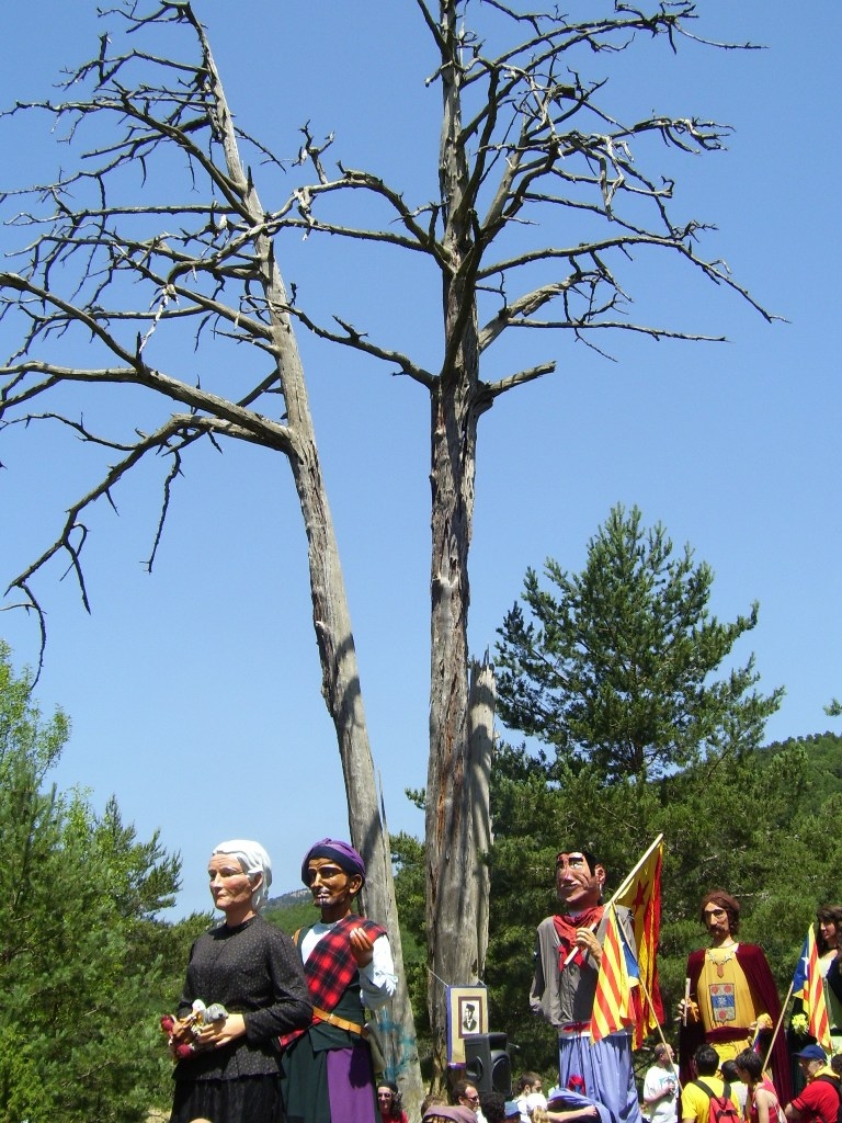 Aplec del Pi de les Tres Branques. Arxiu