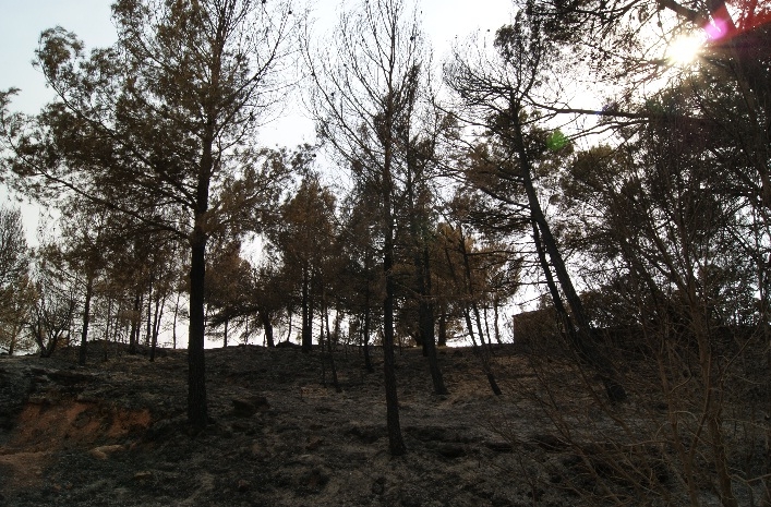 Zona calcinada per l'incendi de Els Prats de Rei
