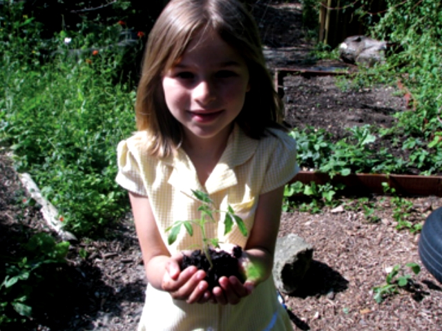La plantada d'arbres es portarà a terme a partir del 3 de febrer