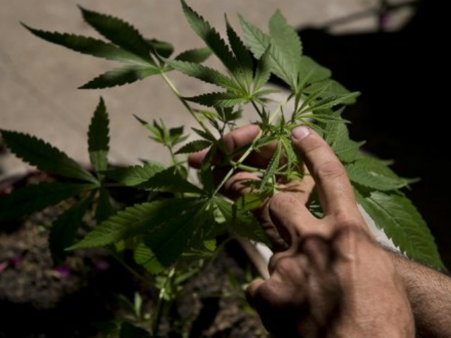Es van trobar una vintena de plantes de cànnabis en procés de creixement