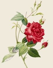 Una il·lustració de Redouté