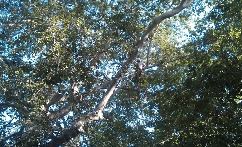 Especialistes en arboricultura treballen per sanejar els arbres