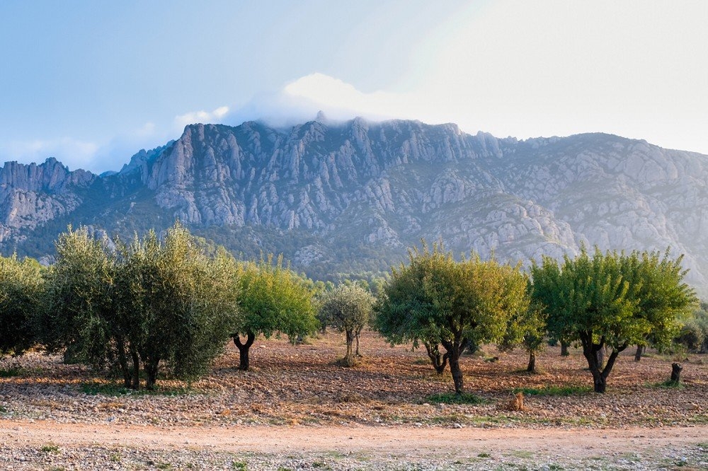 Potenciar el paisatge d'oliveres, al peu de Montserrat, un dels objectius FOTO: Ajt. Collbató