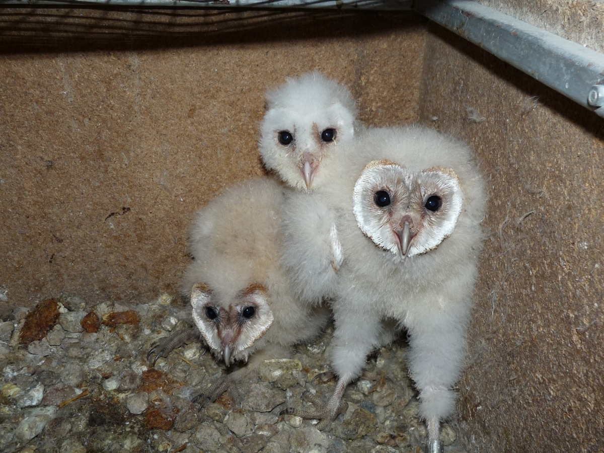 Òlibes del centre de fauna de Comadoca, d'on es porten a diversos punts, entre ells l'Anoia