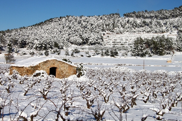 Una vinya 'enfarinada' de La Llacuna / Foto: Francesc Balagué