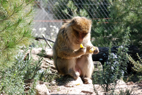 Els Macacos són alguns dels animals exòtics que tenen a l'APAN