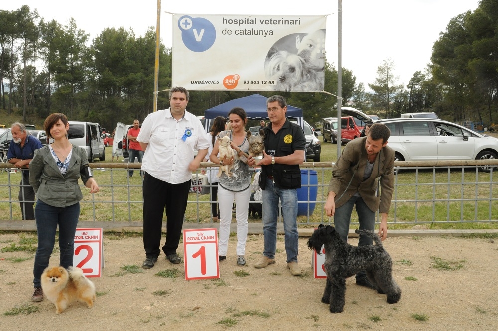 El primer classificat i guanyador del concurs caní Ciutat d'Igualada va ser un chihuahua de pèl curt, el segon classificat va ser un pomerania i el tercer classificat un kerry blue terrier