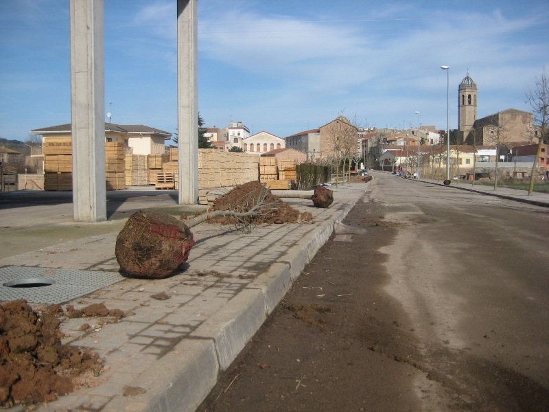 Substitució dels arbres