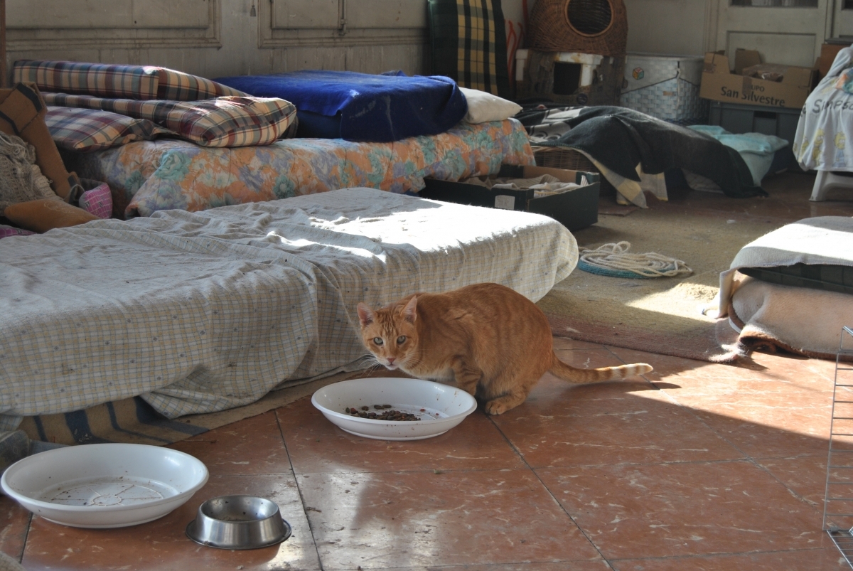 Pipo, un dels gats que resten a Cal Badia