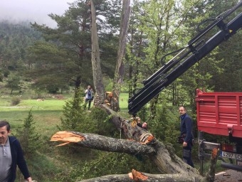 Fa uns mesos uns brètols van tallar una branca del pi, que ja s'ha arranjat