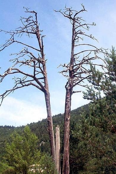 Pi de les Tres Branques