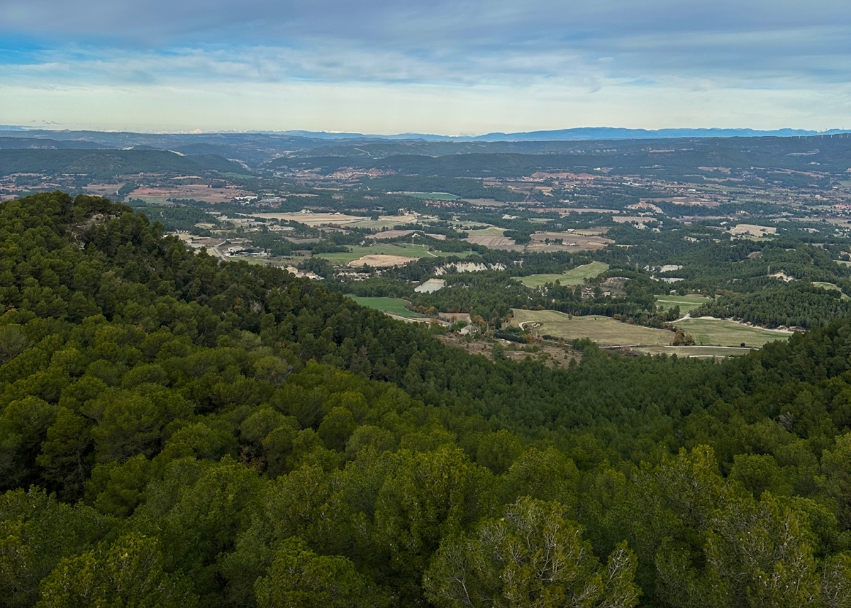 Zona forestal de la Tossa de Montbui. Foto: Marc Soler Riera.